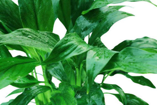 Spathiphyllum