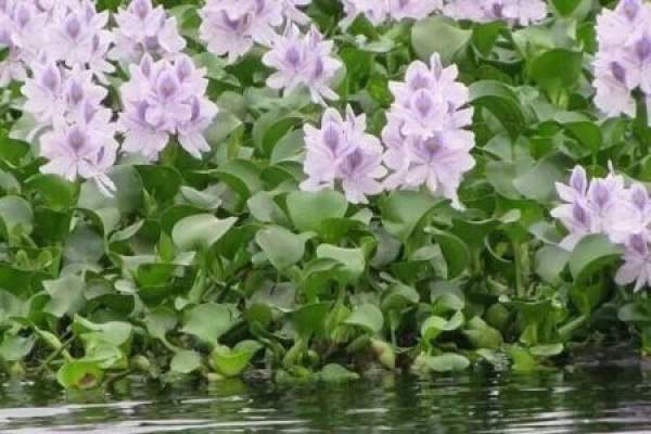Eichhornia crassipes