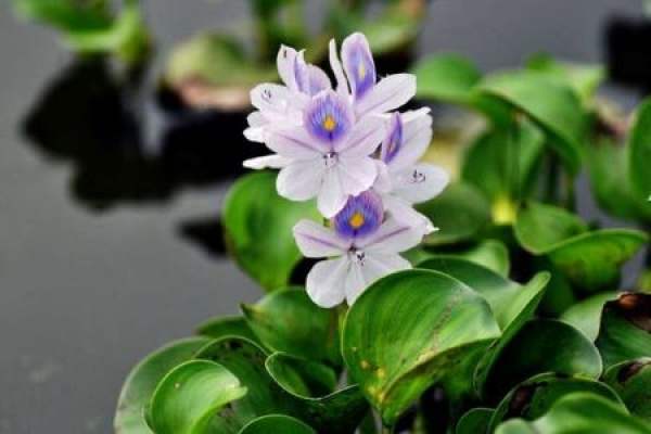 Eichhornia crassipes