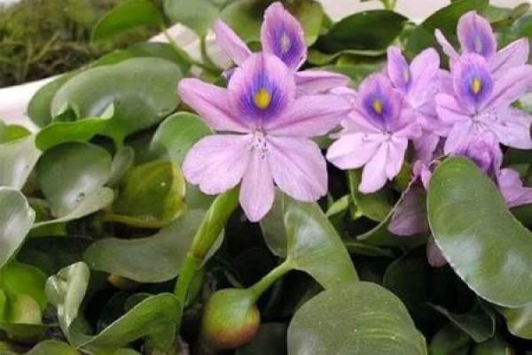 Eichhornia crassipes