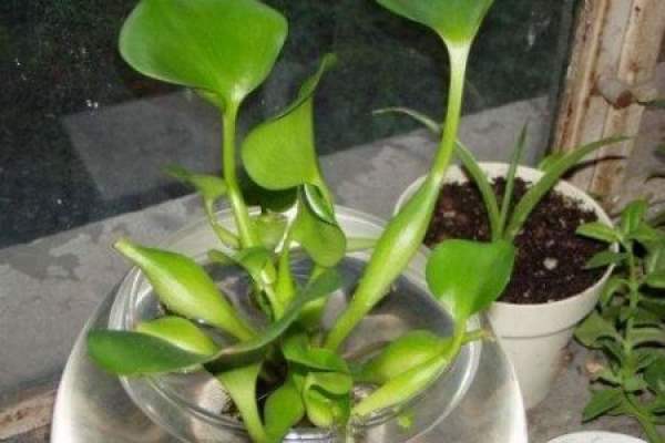 Eichhornia crassipes