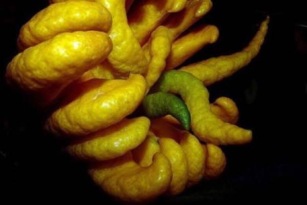Bergamot