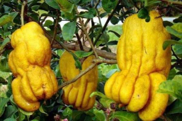 Bergamot
