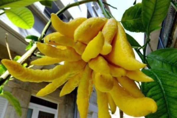 fingered citron