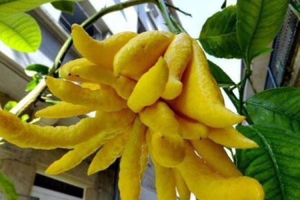 Bergamot