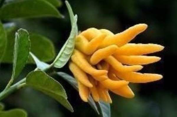 Bergamot