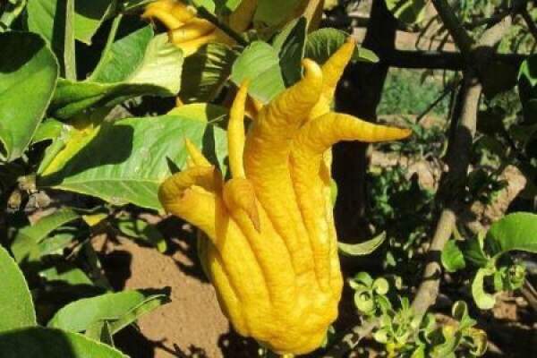 fingered citron