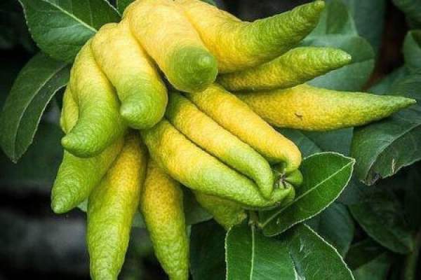 Bergamot