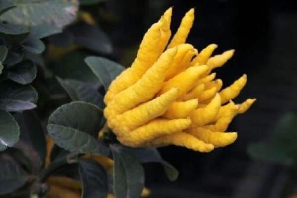 fingered citron