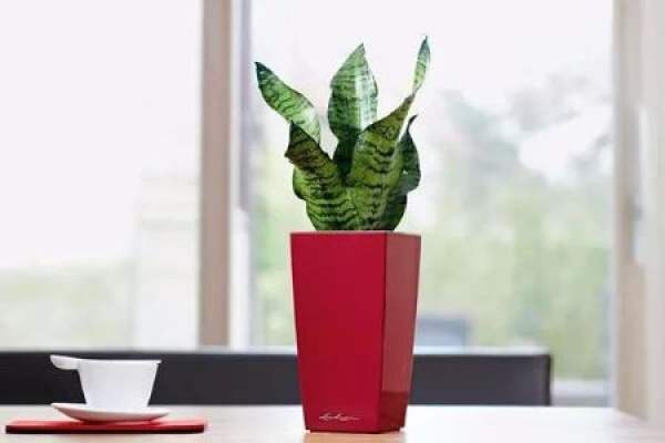Sansevieria