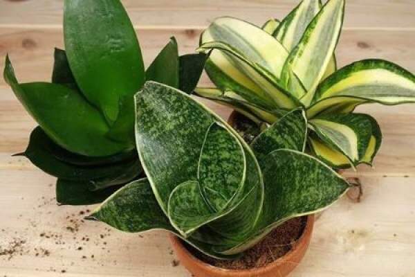 Sansevieria