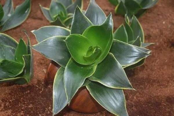 Sansevieria