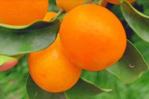 Cumquat