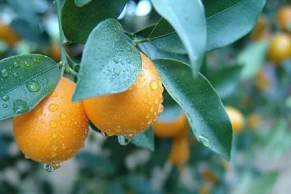 Cumquat