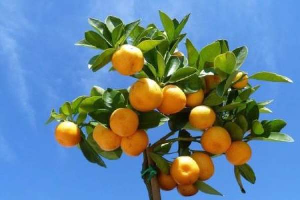 kumquat