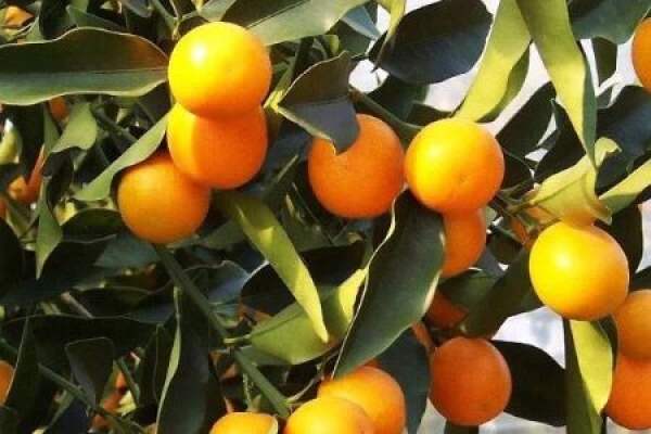 Cumquat