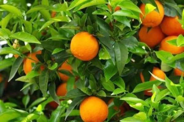 Cumquat