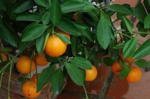 kumquat