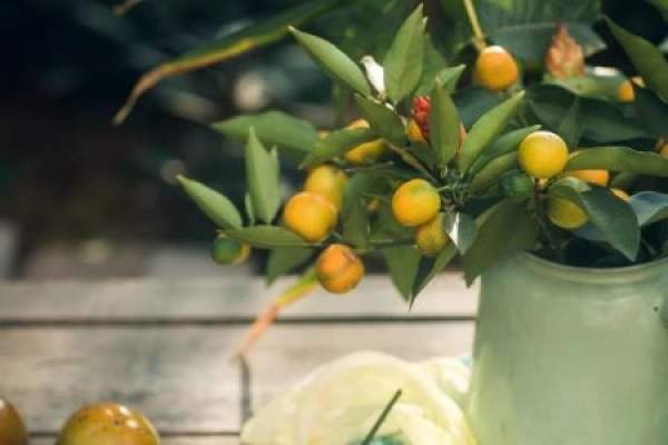 Cumquat