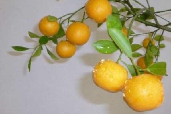 Cumquat