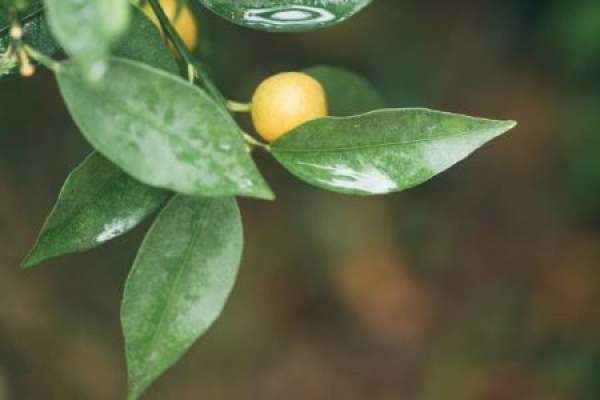 kumquat