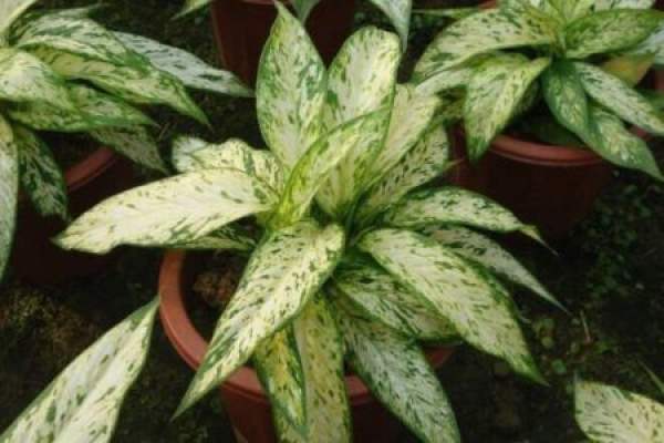 Rohdea japonica