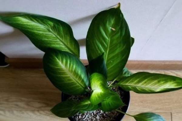 Rohdea japonica