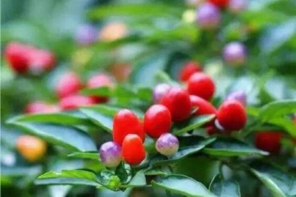 Five-color pepper