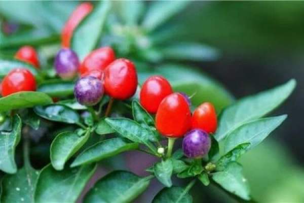 Five-color pepper