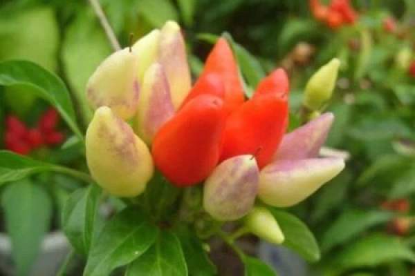 five colored peppers