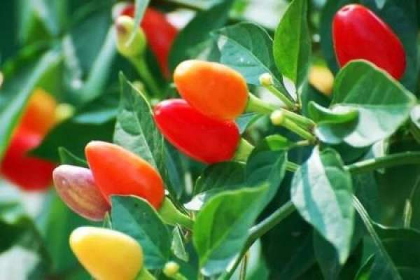 Five-color pepper