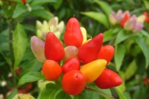five colored peppers