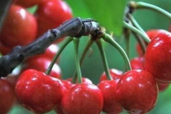 Cherry