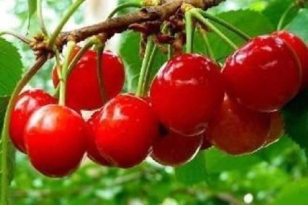 Cherry