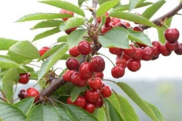 Cherry