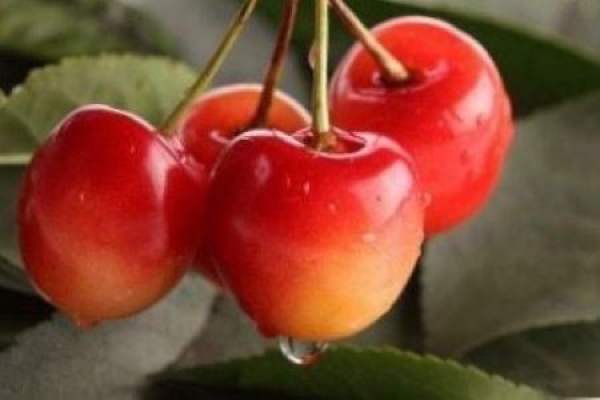 Nanking cherry
