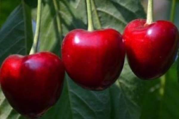 Cherry