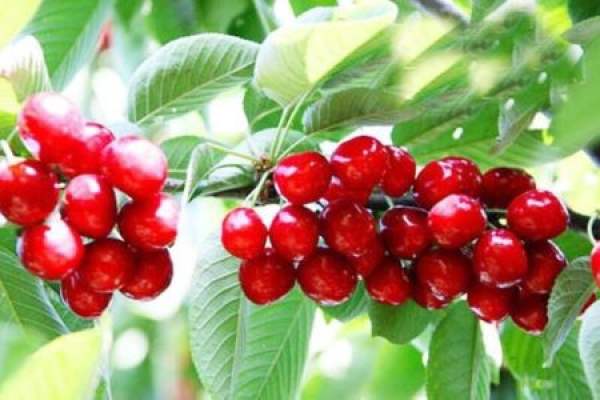 Cherry