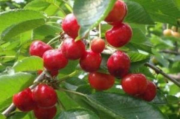Nanking cherry