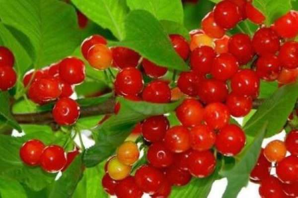 Nanking cherry