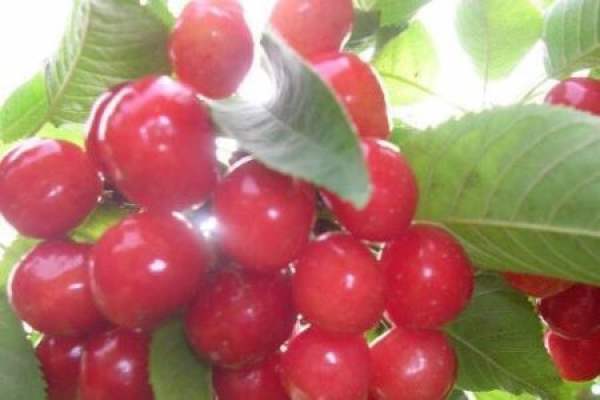 Cherry