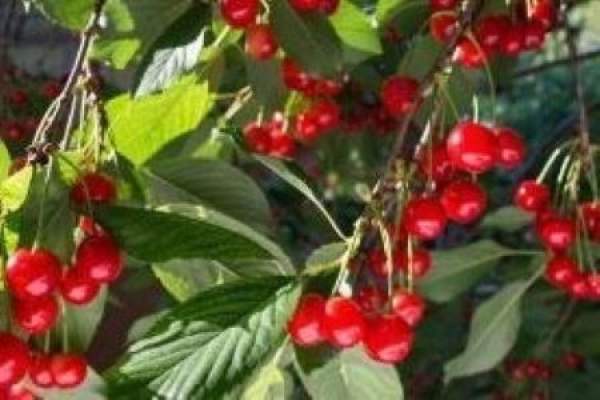Nanking cherry