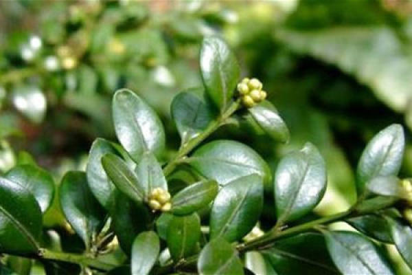 Boxwood
