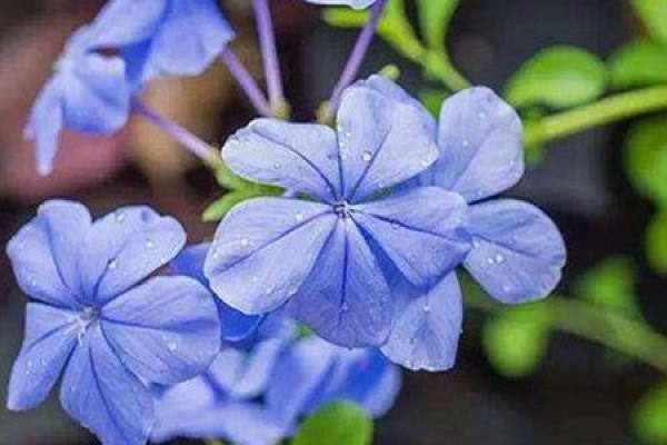 Blue Snowflake
