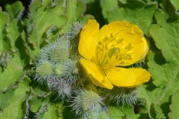 Chelidonium majus L.
