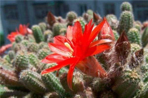 white sandalwood cactus