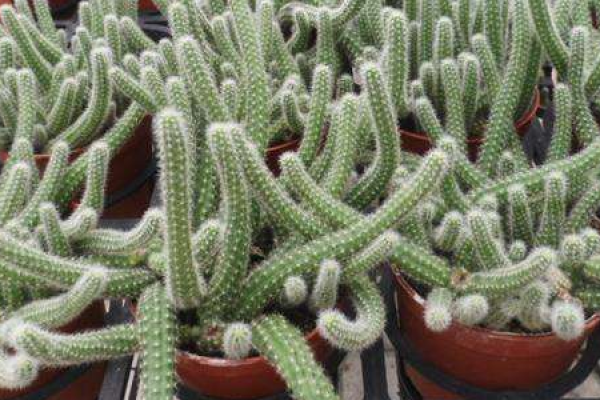 white sandalwood cactus
