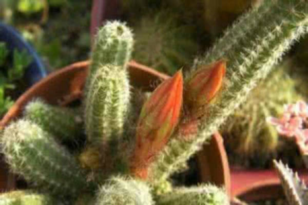 White sandalwood cactus