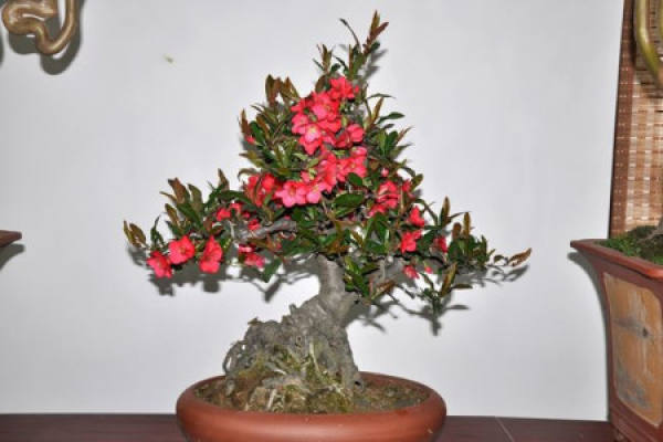 crabapple