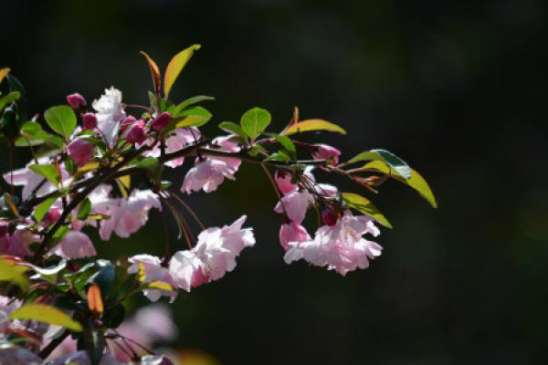 crabapple